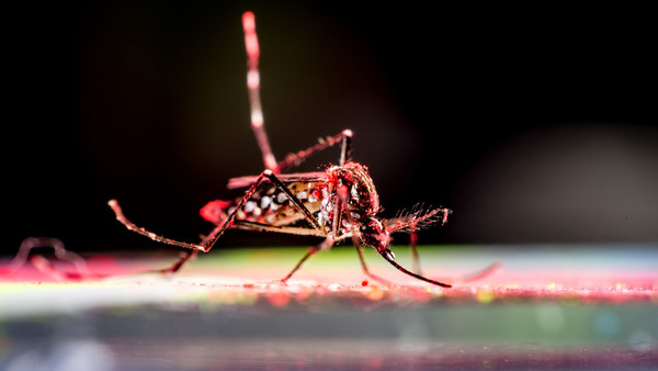 Aedes Aegypti Mosquito Feature