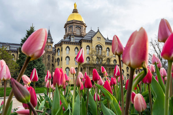 tulips blooming in front of Notre Dame's Golden Dome