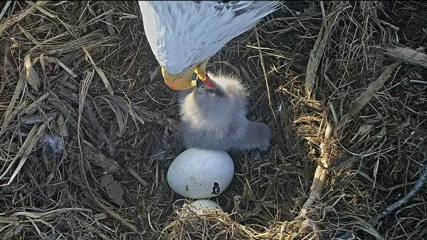 Baby Eaglet Feeding 2020 Feature