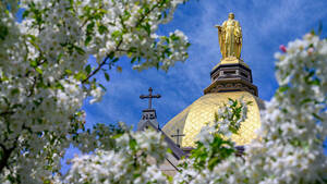 The Golden Dome of Notre Dame's Main Building and statue of Mary, framed by bright white spring blossoms against a blue sky.