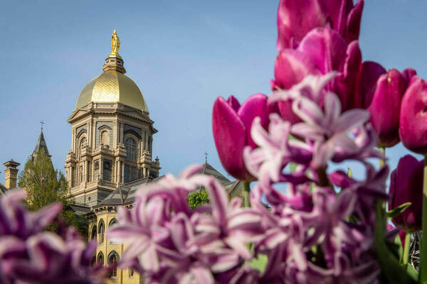 Pink spring flowers in the foreground with Notre Dame's Main Building golden dome in the background against a clear blue sky
